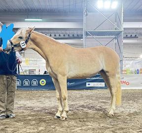 Haflinger femmina 2 anni
