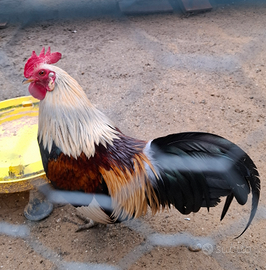 Galli galletti mugellesi
