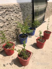 Piante di melograno