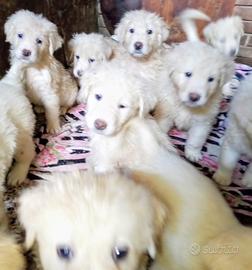 Cuccioli meticci maremmani e golden retriver