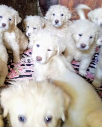 Cuccioli meticci maremmani e golden retriver