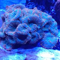 Corallo Acquario Marino