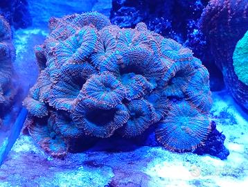 Corallo Acquario Marino