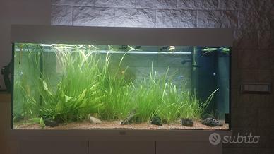 Piante acquario