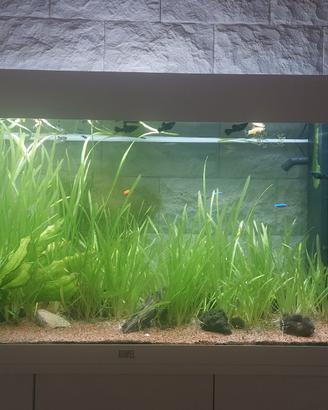 Piante acquario