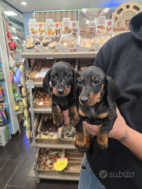 Bassotto tedesco kaninchen