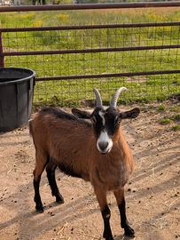 Capra camosciata delle alpi