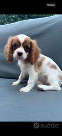 Cavalier king femmina