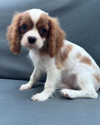 Cavalier king femmina