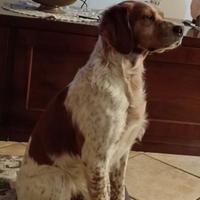 Breton maschio per accoppiamento