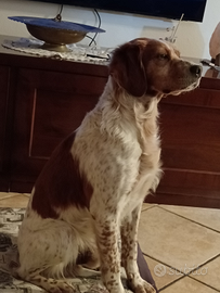 Breton maschio per accoppiamento