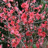 Piante di Pesco Giapponese 