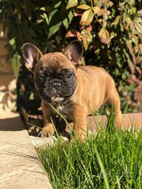 Cuccioli bulldog francese