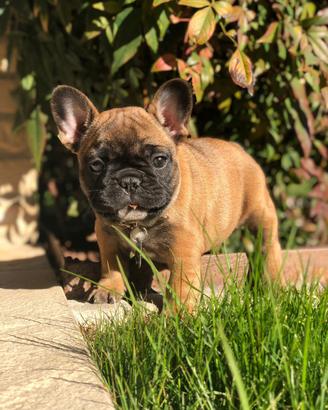 Cuccioli bulldog francese