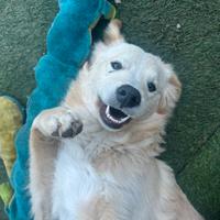 Cucciolo di 8 mesi Simil Golden?