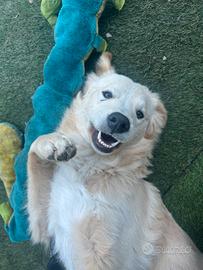 Cucciolo di 8 mesi Simil Golden?