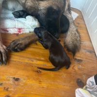 Cuccioli pastore belga malinois