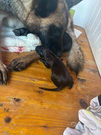 Cuccioli pastore belga malinois