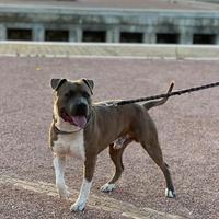 Amstaff monta