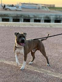 Amstaff monta