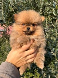 Cuccioli volpini spitz pomerania toy