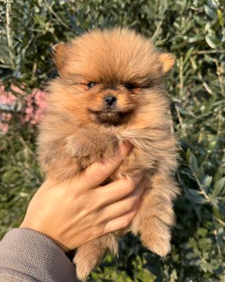 Cuccioli volpini spitz pomerania toy