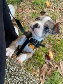 Bulldog francese cucciolo