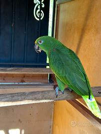 Amazzone fronte gialla