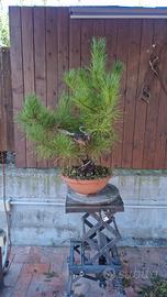 pre bonsai di pino nero