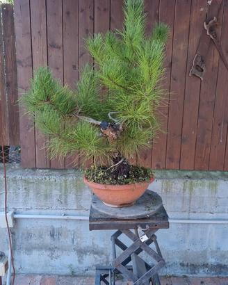 pre bonsai di pino nero