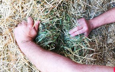 Fieno e paglia