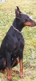 Dobermann