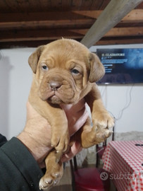 Vendo cuccioli di dogue de bordeaux