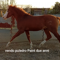 Paint