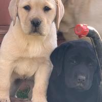 Cuccioli Labrador