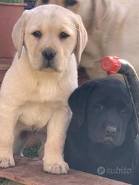 Cuccioli Labrador