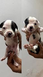 Cuccioli di amstaff