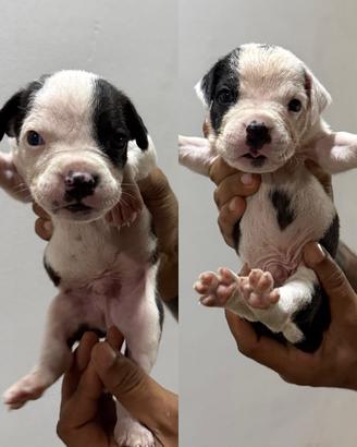 Cuccioli di amstaff