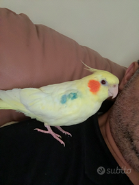 Pappagallo calopsite lutino