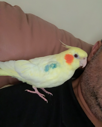 Pappagallo calopsite lutino