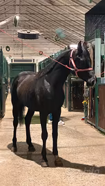 Cavallo arabo