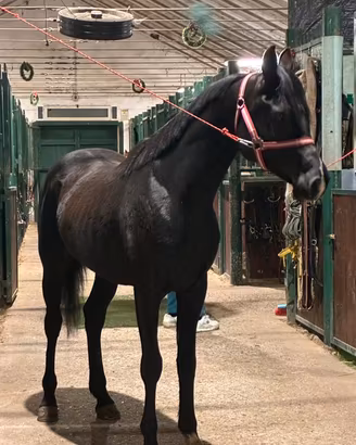 Cavallo arabo