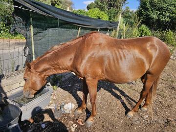Cavallo