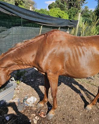 Cavallo