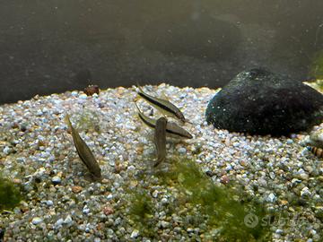 Epalzeorincos siamensis