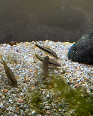 Epalzeorincos siamensis