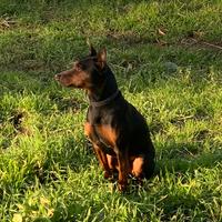 Pinscher Stallone