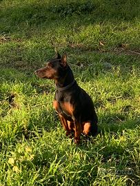 Pinscher Stallone