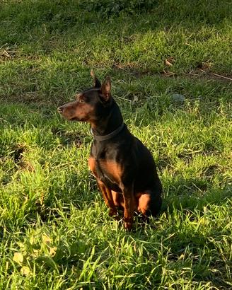 Pinscher Stallone