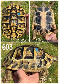 Femmina riproduttiva Testudo hermanni boettgeri